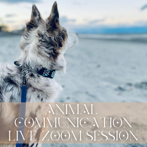 Animal Communication | Live Zoom Session