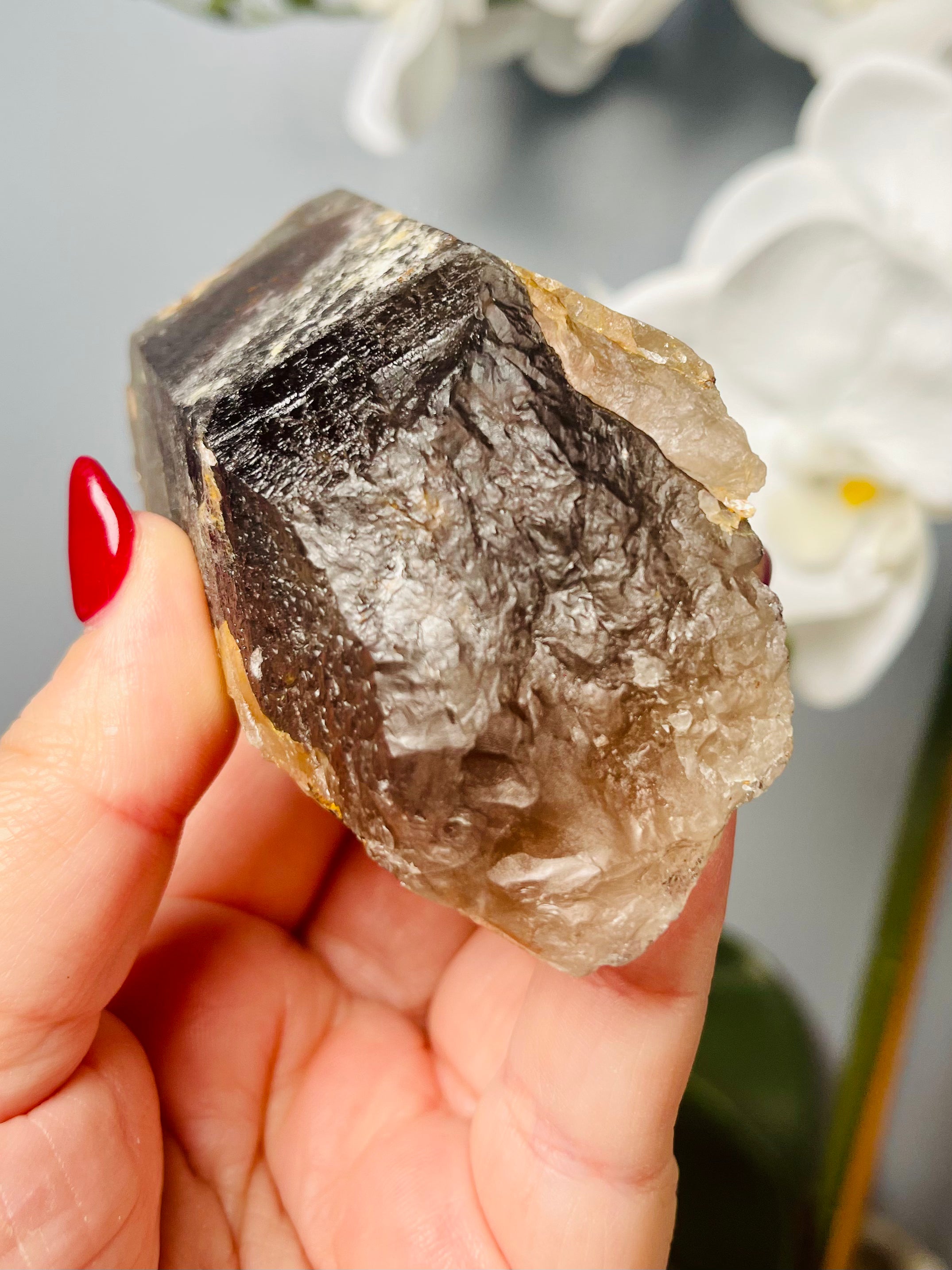 Frosted Chocolate Cherry | CC 22