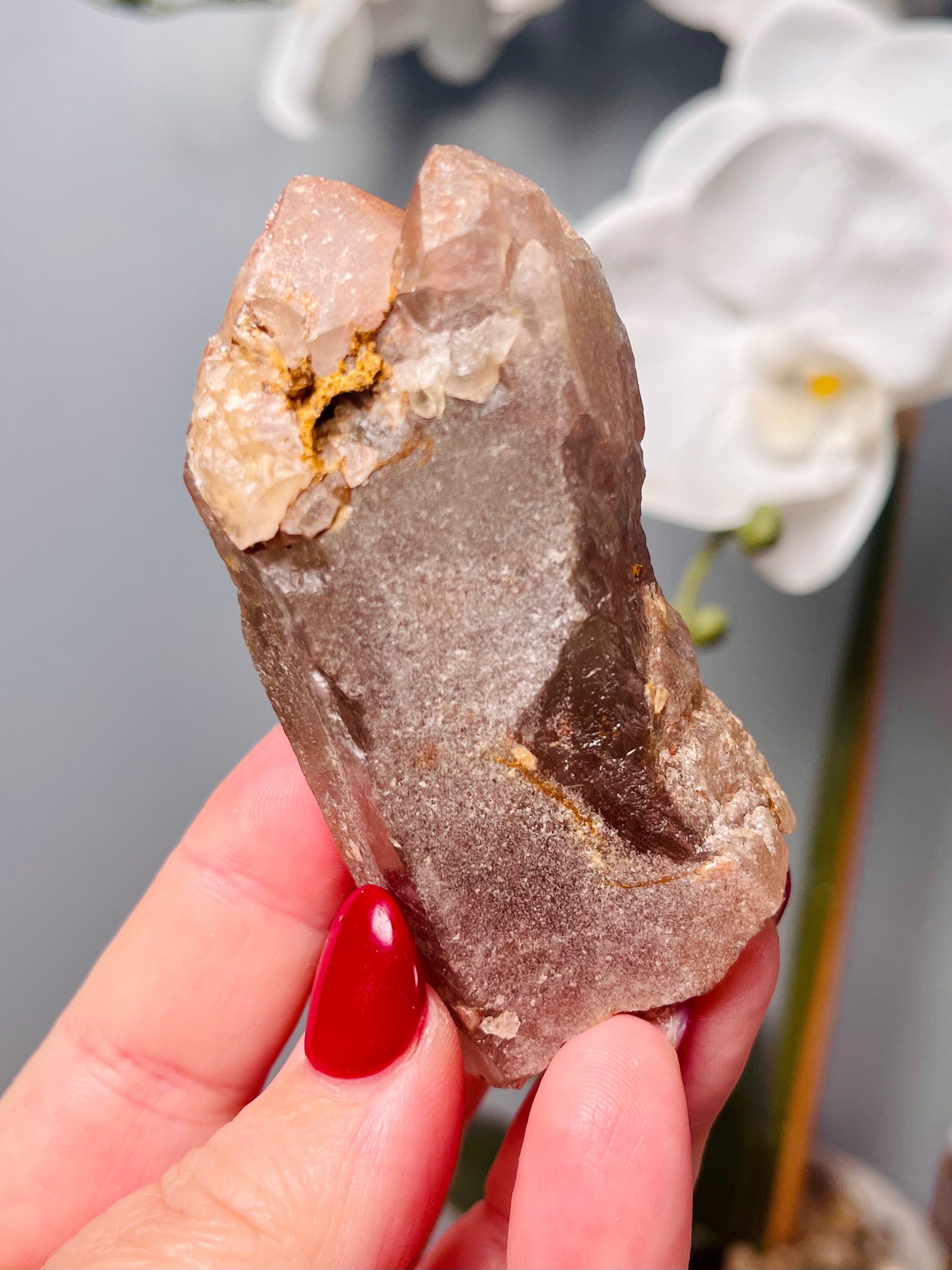 Chocolate Cherry| CC 25