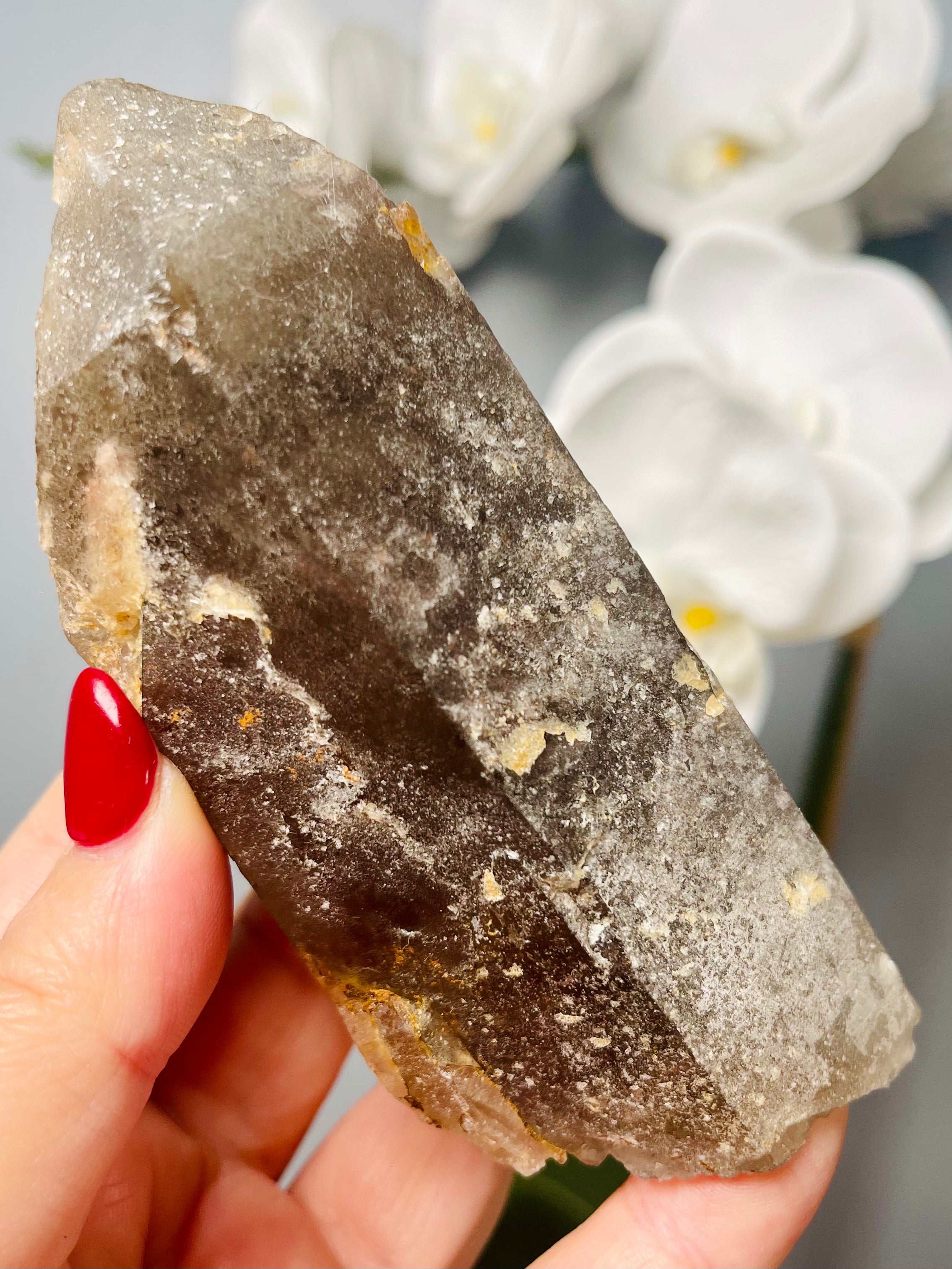 Frosted Chocolate Cherry | CC 22