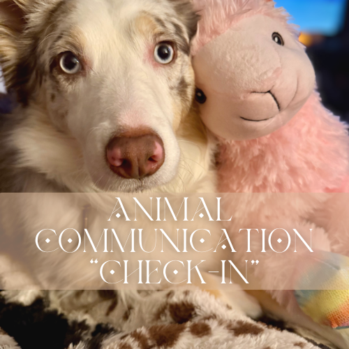 Animal Communication | 1 Question Check-In