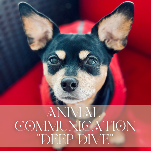 Animal Communication | Written Deep Dive