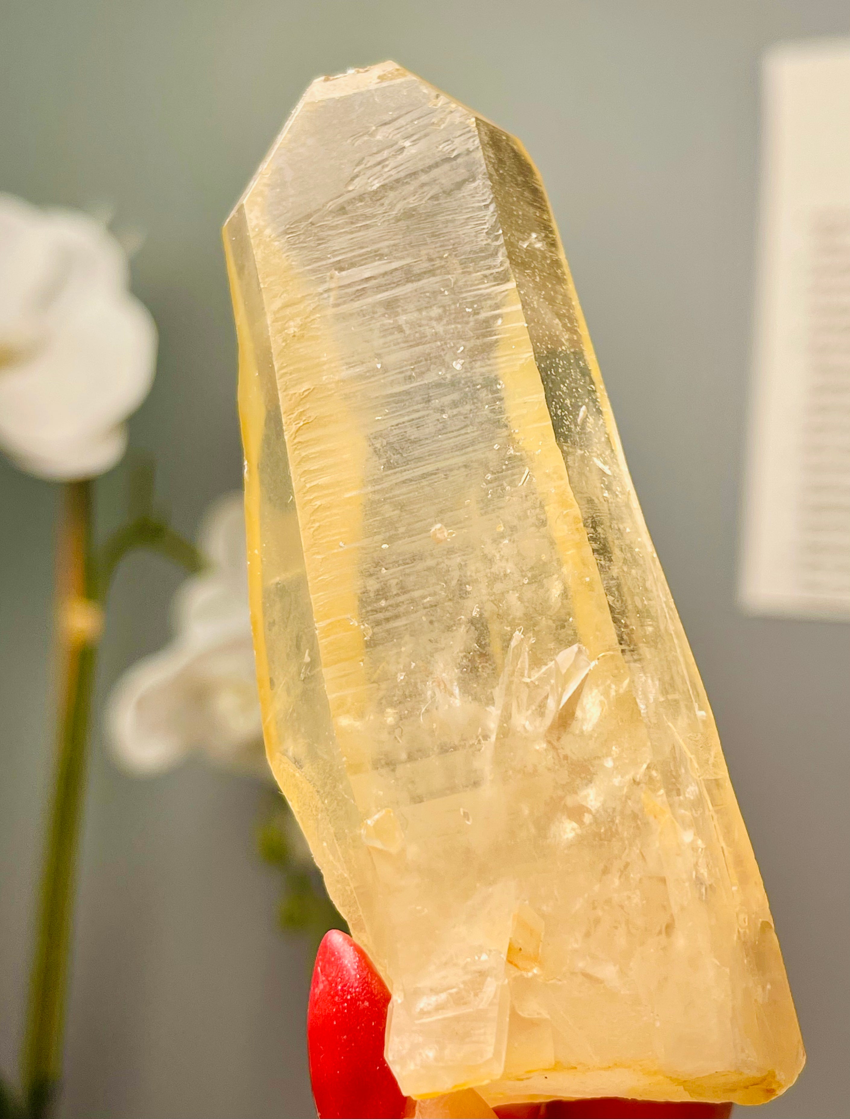 Golden Scarlet Temple Lemurian | Rare 8 Faceted Grounding | Starbrary | Inner Child | Self Standing |GSL6