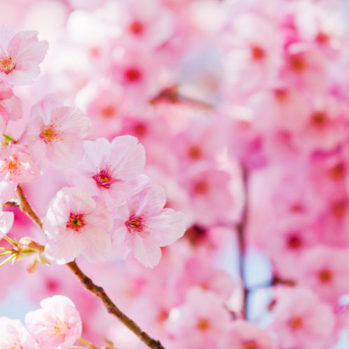 Spring Clearing | Energy Healing Special