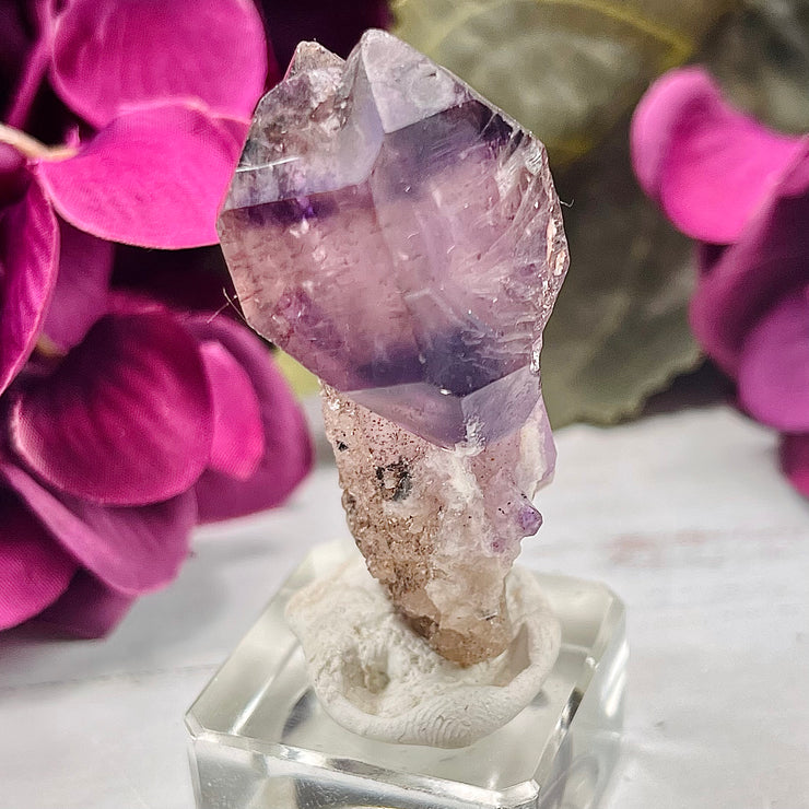 Shangaan Amethyst Scepter with Druse | SS23